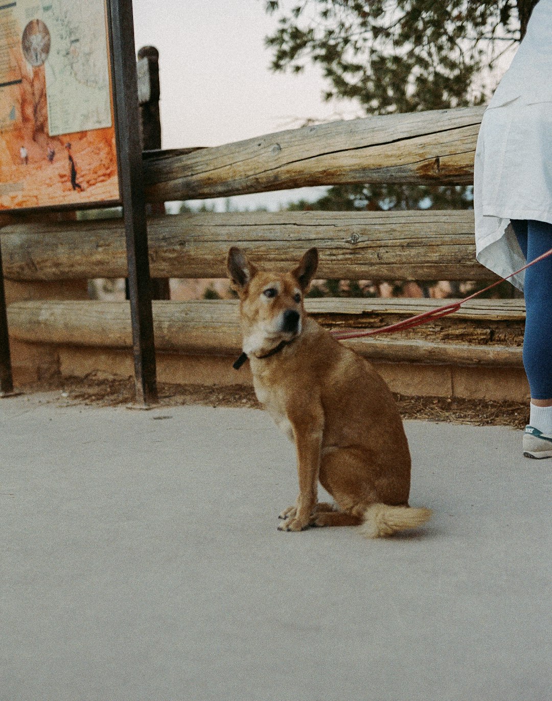 a-dog-sits-on-a-leash-near-a-wooden-fence-u78qurwokjw