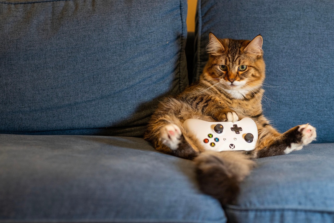 creative-approach-img cat, kitten, animal, pet, nature, indoors, gaming, controller, couch