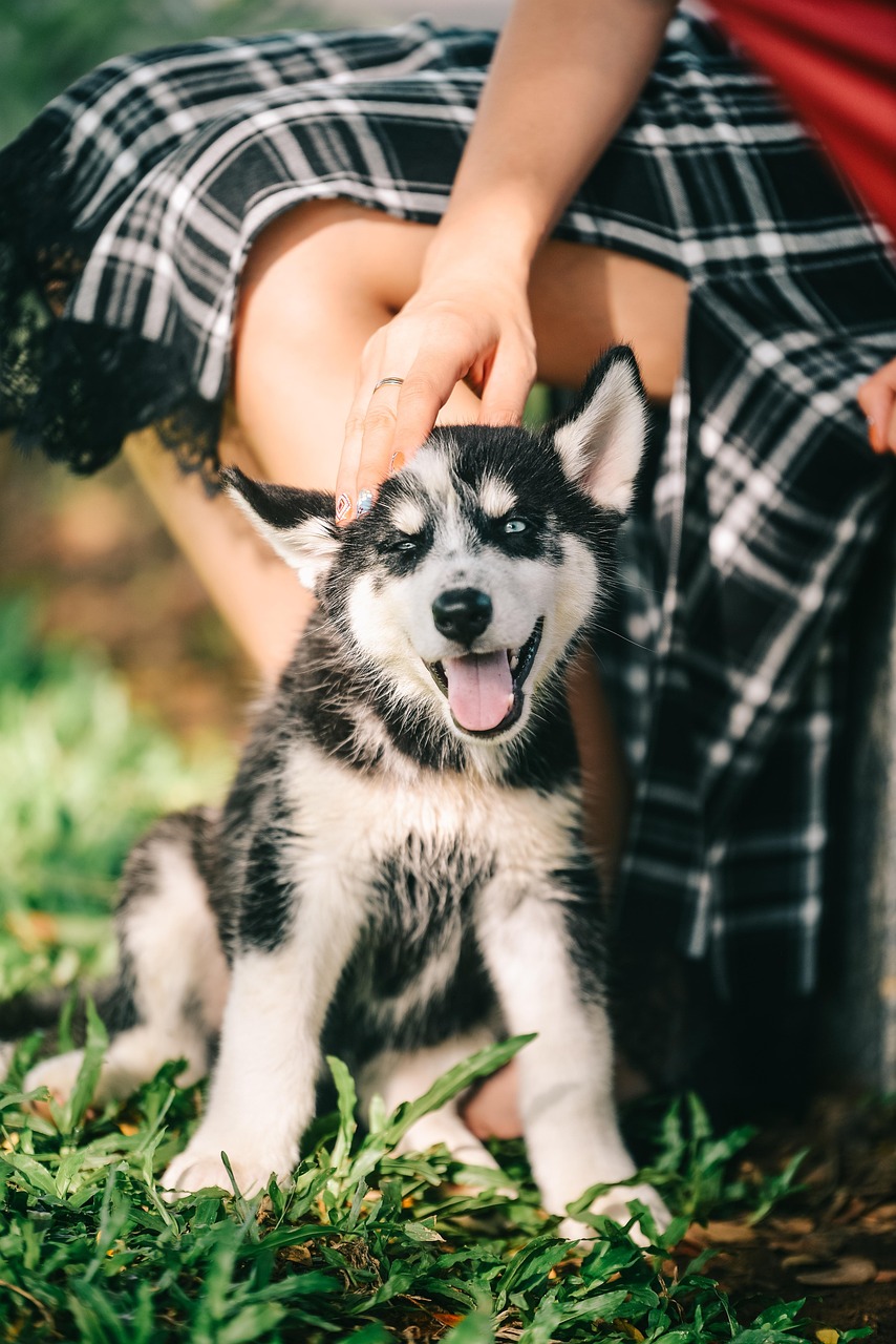 dog, nature, pet, husky, puppy, outside, animal