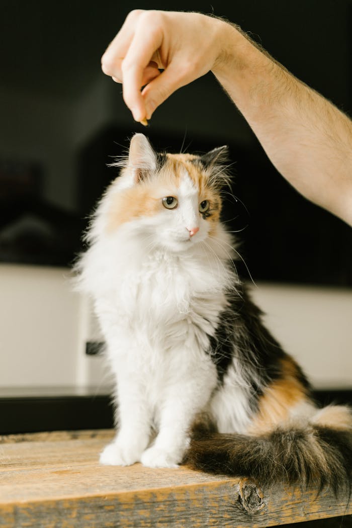 Cute calico cat with a human hand reaching above, indoors on a wooden surface.