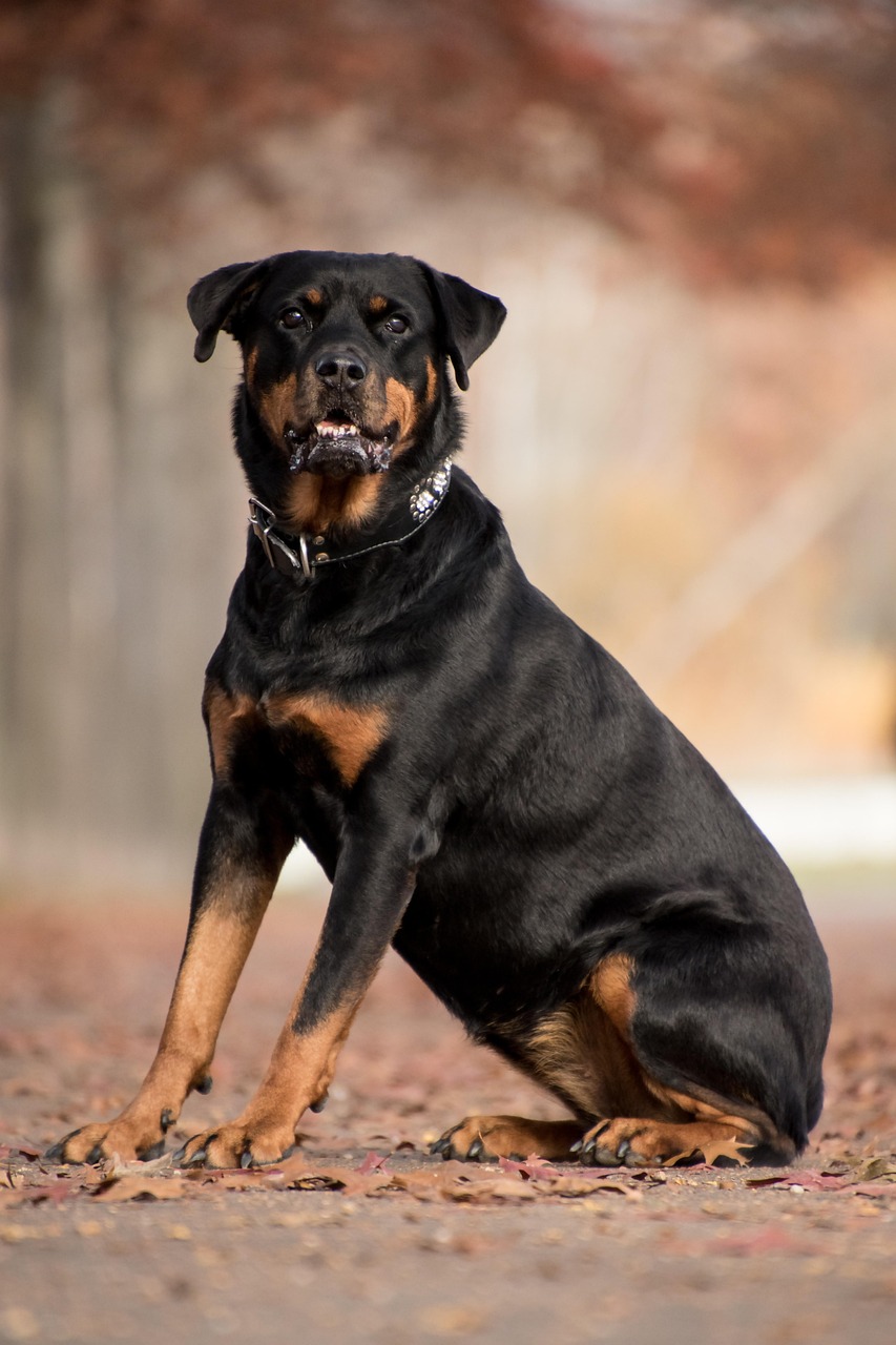 rottweiler, dog, mammal, animal, sit, nature, autumn, leaves, autumn leaves, fallen leaves, sitting, sitting dog, canine, pet, collar, dog collar, portrait, dog portrait