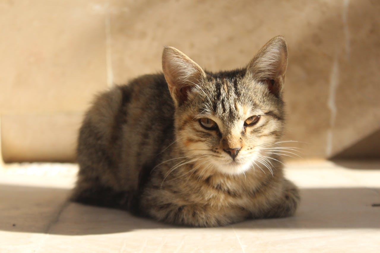 core-values tabby-cat-relaxing-in-sunlight-in-quetta-35182721