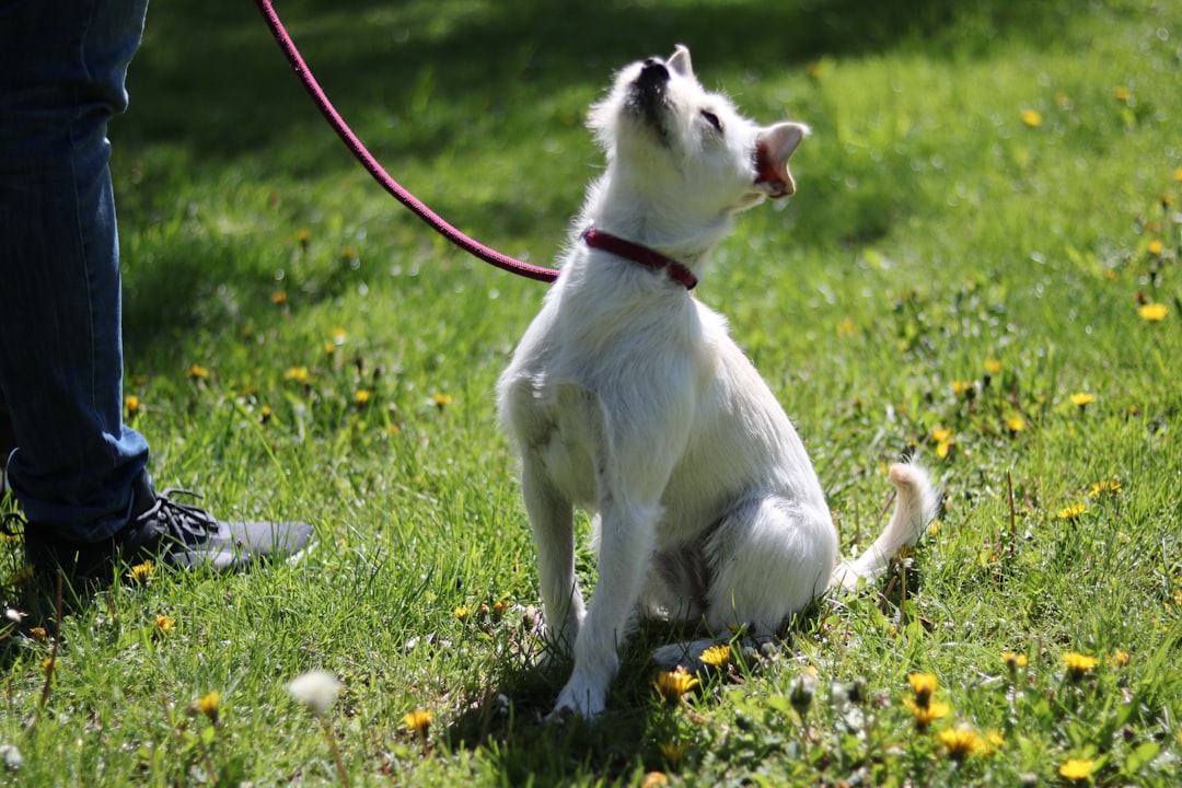 white-and-brown-short-coated-dog-on-green-grass-during-daytime-i31lracqo9o
